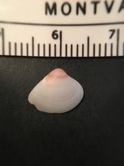 Polymesoda floridana