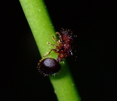 Meranoplus mucronatus