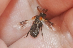 Ripiphorus diadasiae