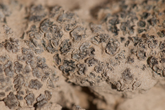 Placidium squamulosum