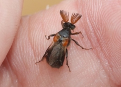Ripiphorus diadasiae