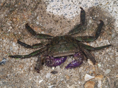 Metopograpsus latifrons