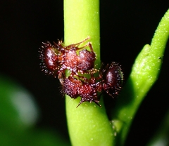 Meranoplus mucronatus