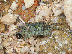 Pachygrapsus planifrons