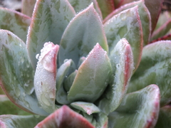Echeveria multicolor