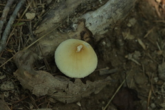 Basidiomycota