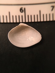 Transennella conradina