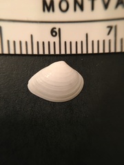 Transennella conradina