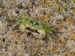 Pachygrapsus minutus