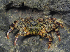 Grapsus intermedius