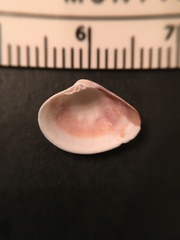 Transennella conradina