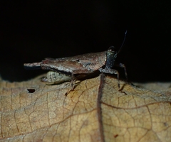 Systolederus cinereus