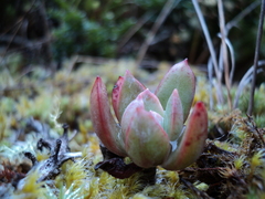 Echeveria multicolor