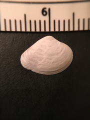 Transennella conradina