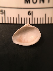 Transennella conradina