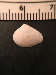 Transennella conradina