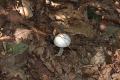 Basidiomycota