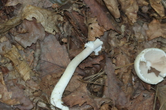 Basidiomycota