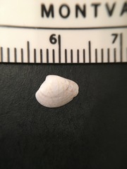 Transennella conradina