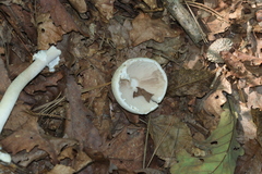 Basidiomycota
