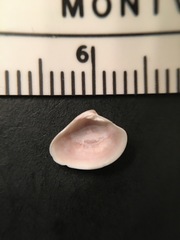 Transennella conradina