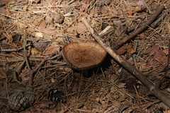 Basidiomycota
