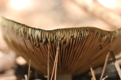 Basidiomycota