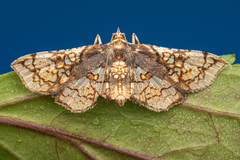 Omphisa anastomosalis