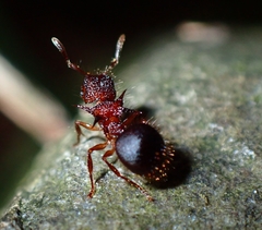 Meranoplus mucronatus