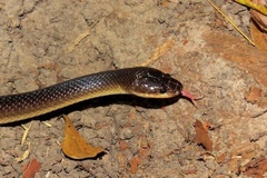 Stegonotus australis