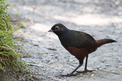 Black-Throated Huet-Huet photo 4