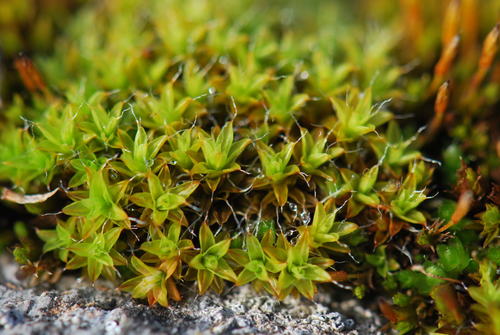 Representative image of Syntrichia calcicola