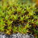 Syntrichia calcicola - Photo (c) Konrad and Roland Greinwald, some rights reserved (CC BY-NC), uploaded by Konrad and Roland Greinwald