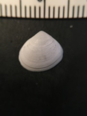Abra aequalis