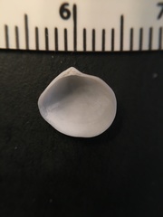 Abra aequalis