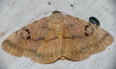 Hypopyra carneotincta