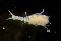 Pseudocumatidae