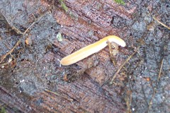Polyzoniidae