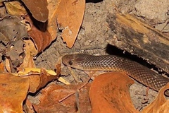 Cryptophis pallidiceps