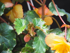 Begonia × hiemalis