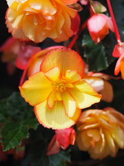 Begonia × hiemalis