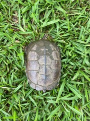 Mauremys mutica mutica