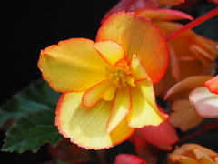 Begonia × hiemalis