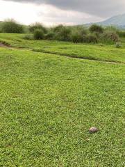 Mauremys mutica mutica