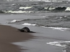 Lepidochelys olivacea