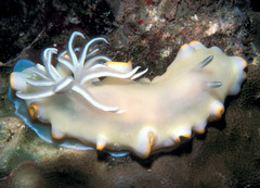 Ardeadoris egretta
