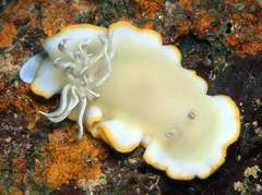 Ardeadoris egretta