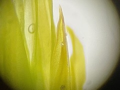 Tortella inclinata