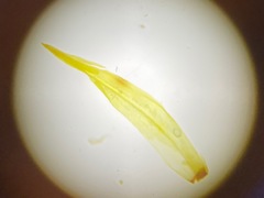 Tortella inclinata