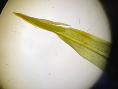 Tortella inclinata